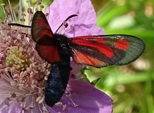 Zygaena romeo